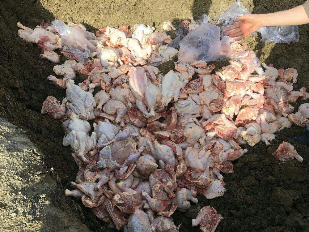 خبرنگاران 400 کیلوگرم مرغ تاریخ مصرف گذشته در یاسوج کشف شد