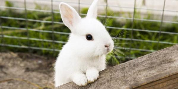 7 نکته درباره خرگوش ها
