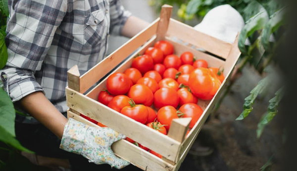 عرضه گوجه فرنگی در بازار افزایش یافت