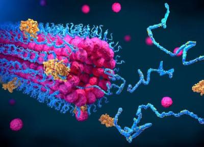 دانشمندان روی ساختار اتمی پروتئین های مصنوعی تمرکز می نمایند
