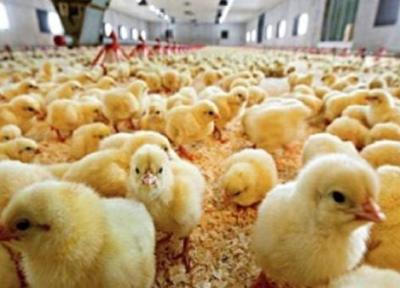 پرداخت مطالبات مرغداران لرستانی و افزایش جوجه ریزی در استان