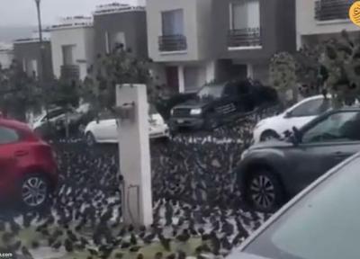 یک خیابان در تسخیر هزاران پرنده مرموز؛ آخر الزمان یا بحران!