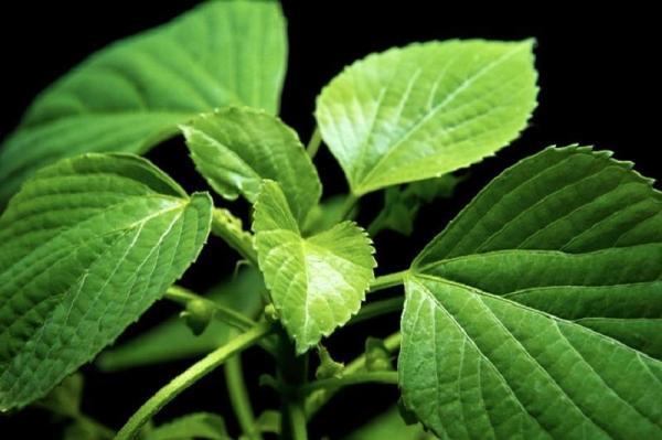 توقف سرطان با یک ترکیب گیاهی کمیاب توقف سرطان با یک ترکیب گیاهی کمیاب
