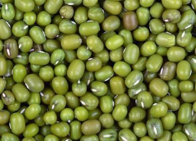 درباره مضرات ماش چه می دانید